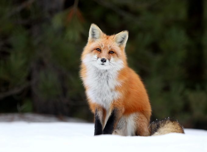 Wallpaper fox, snow, 4k, Animals 979472208